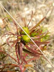 Stillingia texana