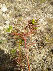 Stillingia texana