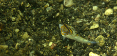 Dactylopus kuiteri
