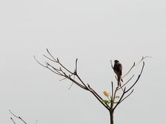 Falco femoralis