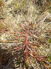Stillingia texana