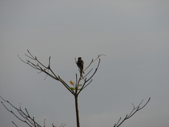 Falco femoralis