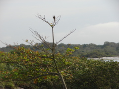 Falco femoralis