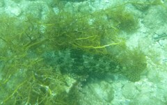 Aplodactylus lophodon