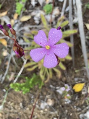 Drosera hilaris
