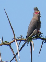 Urocolius indicus transvaalensis