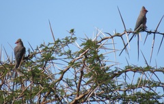 Urocolius indicus transvaalensis