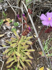 Drosera hilaris