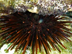 Heliocidaris tuberculata