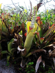 Aechmea nudicaulis