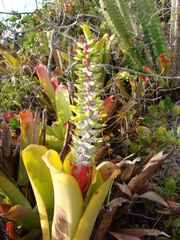 Aechmea nudicaulis