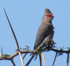Urocolius indicus transvaalensis