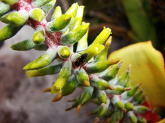 Aechmea nudicaulis