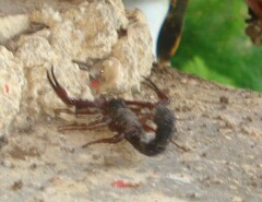 Centruroides gracilis