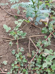 Utetheisa pulchelloides