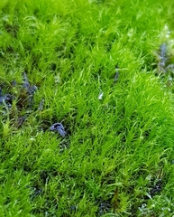 Flexitrichum flexicaule