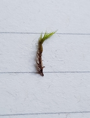 Flexitrichum flexicaule