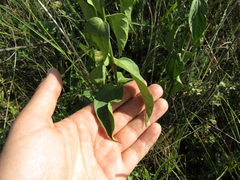 Vincetoxicum hirundinaria hirundinaria