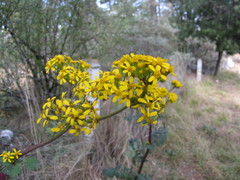 Packera sanguisorbae