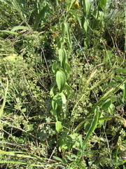 Vincetoxicum hirundinaria hirundinaria