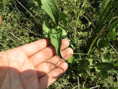 Vincetoxicum hirundinaria hirundinaria