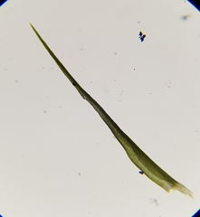 Flexitrichum flexicaule