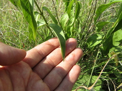 Vincetoxicum hirundinaria hirundinaria