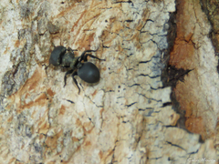 Cephalotes pusillus