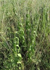 Vincetoxicum hirundinaria hirundinaria