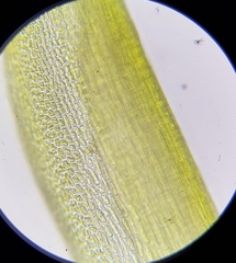 Flexitrichum flexicaule