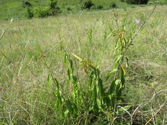 Vincetoxicum hirundinaria hirundinaria