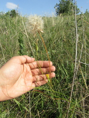 Pseudopodospermum strictum