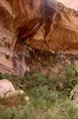 Platanthera zothecina