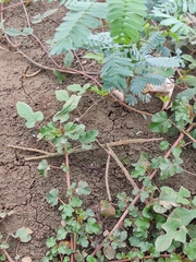 Utetheisa pulchelloides