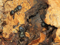 Cephalotes pusillus