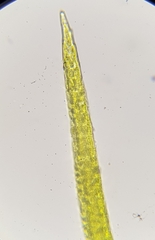 Flexitrichum flexicaule