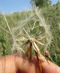 Pseudopodospermum strictum