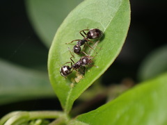 Dolichoderus thoracicus