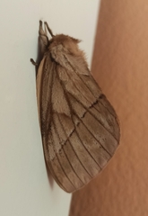 Pseudodirphia obliqua