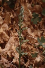 Platanthera zothecina