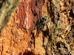 Latonigena