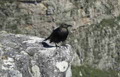 Onychognathus morio morio