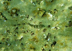 Chironemus marmoratus