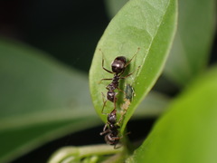 Dolichoderus thoracicus