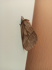 Pseudodirphia obliqua