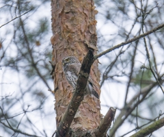 Glaucidium passerinum