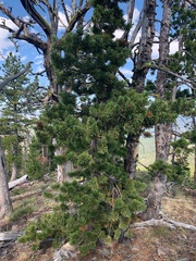 Pinus flexilis