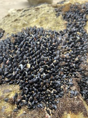 Xenostrobus neozelanicus
