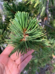 Pinus flexilis