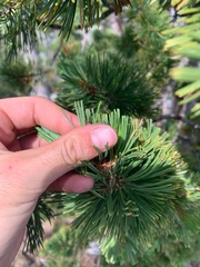 Pinus flexilis